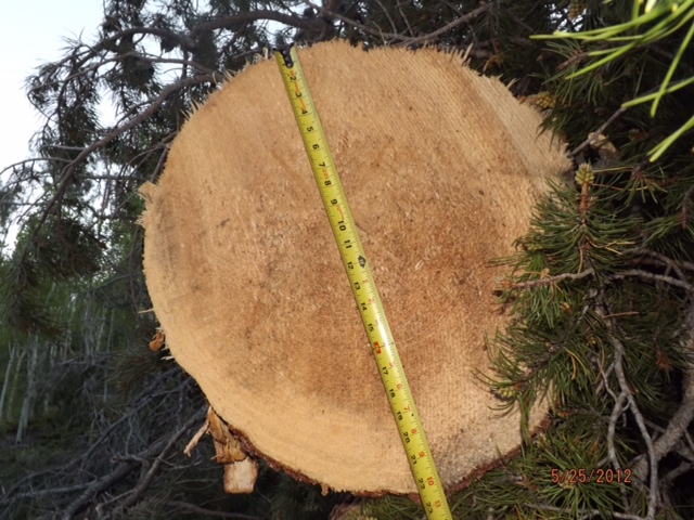 Image of Unit LP3 22" Inch Tree Cut in Aspen Clone